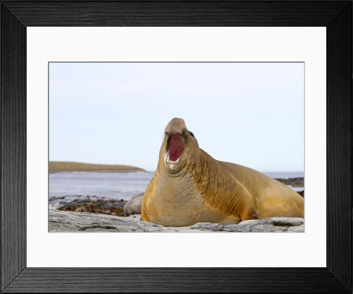 Framed Print : Picture No. 10892052 Framed Print : Picture No. 10892052