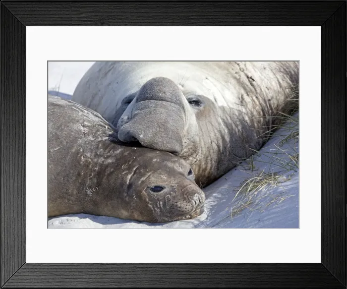 Framed Print : Picture No. 10892060 Framed Print : Picture No. 10892060