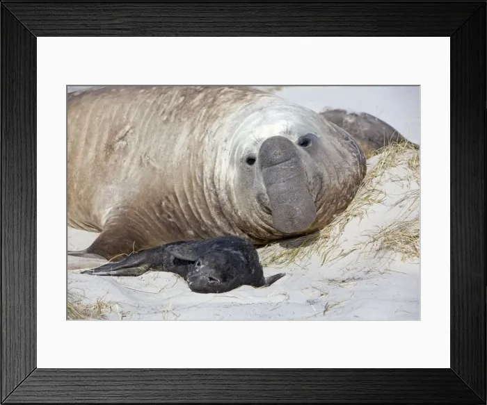 Framed Print : Picture No. 10892061