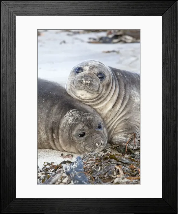 Framed Print : Picture No. 10892059 Framed Print : Picture No. 10892059