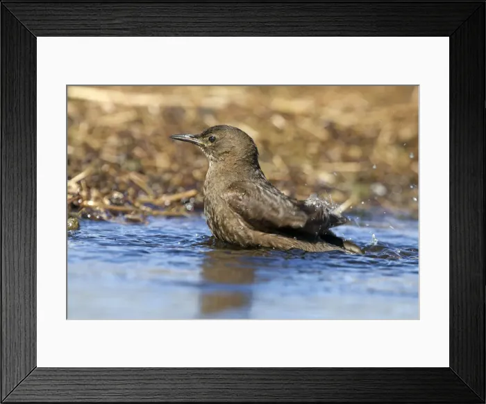Framed Print : Picture No. 10892065 Framed Print : Picture No. 10892065