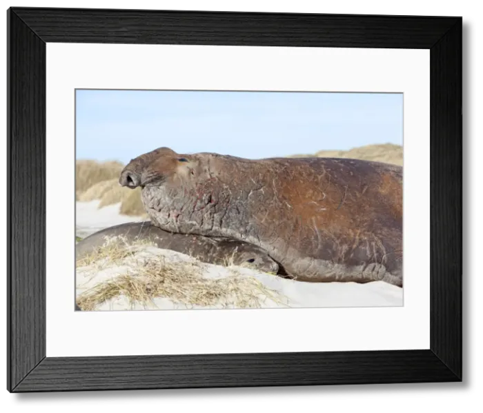 Framed Print : Picture No. 10892064 Framed Print : Picture No. 10892064