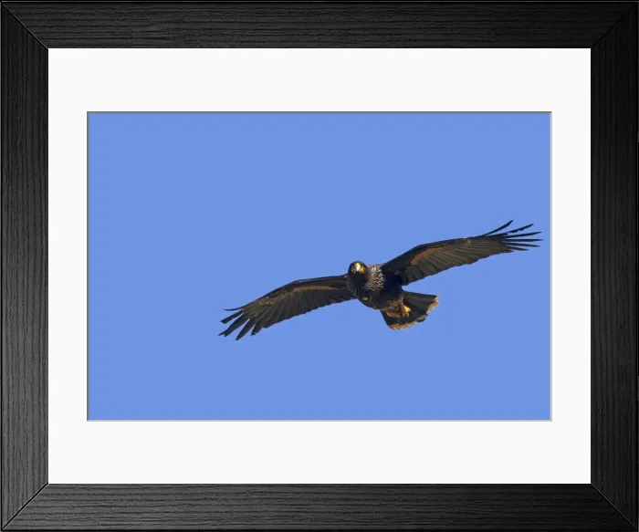 Framed Print : Picture No. 10892067 Framed Print : Picture No. 10892067