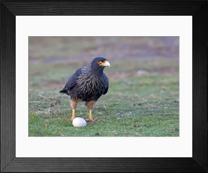 Framed Print : Picture No. 10892066 Framed Print : Picture No. 10892066