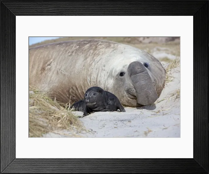 Framed Print : Picture No. 10892063 Framed Print : Picture No. 10892063