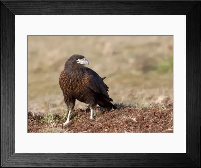 Framed Print : Picture No. 10892072 Framed Print : Picture No. 10892072