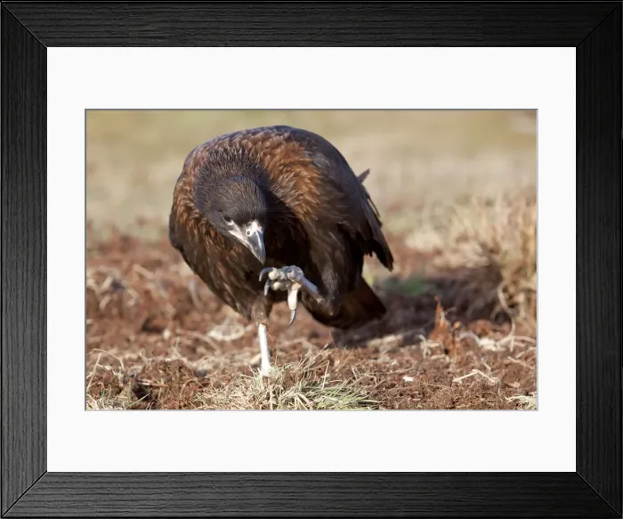 Framed Print : Picture No. 10892071 Framed Print : Picture No. 10892071