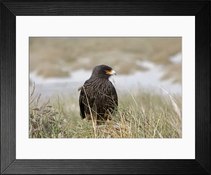 Framed Print : Picture No. 10892070 Framed Print : Picture No. 10892070