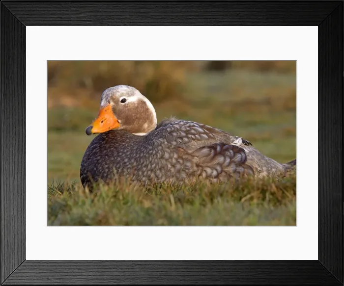 Framed Print : Picture No. 10892075 Framed Print : Picture No. 10892075