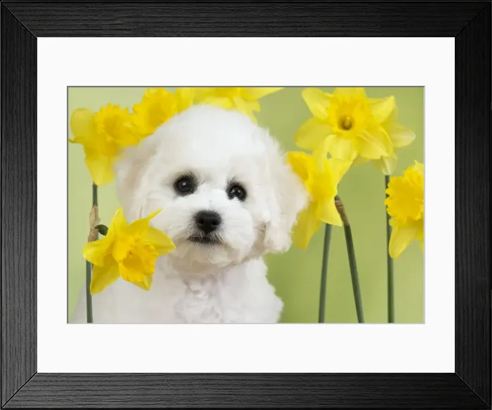 Framed Print : Picture No. 10983267 Framed Print : Picture No. 10983267