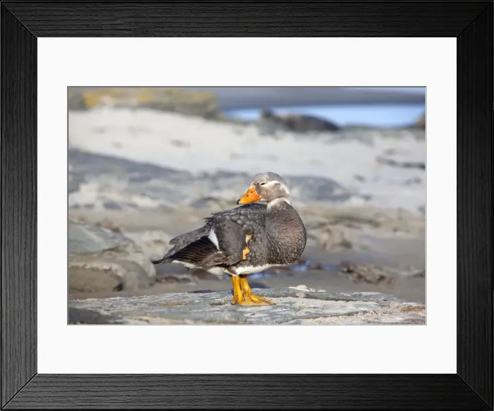 Framed Print : Picture No. 10892077 Framed Print : Picture No. 10892077