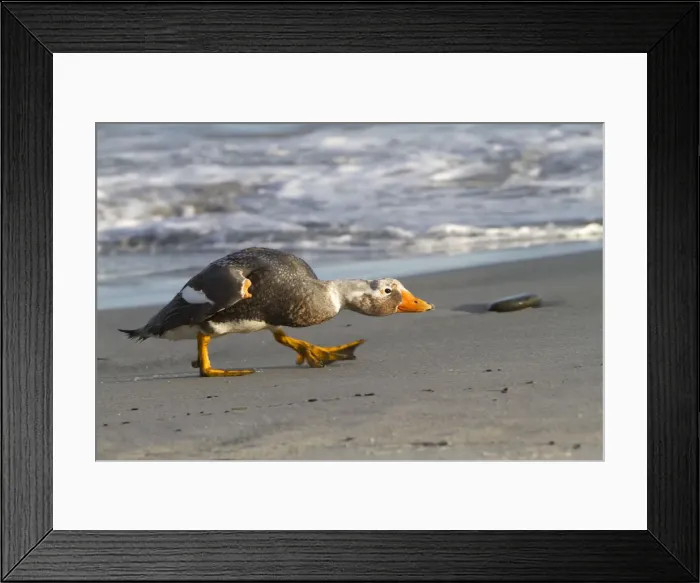 Framed Print : Picture No. 10892078 Framed Print : Picture No. 10892078
