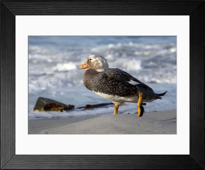Framed Print : Picture No. 10892076 Framed Print : Picture No. 10892076