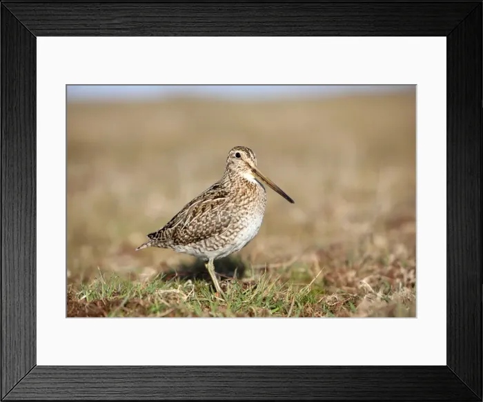 Framed Print : Picture No. 10892082 Framed Print : Picture No. 10892082