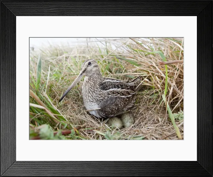 Framed Print : Picture No. 10892079 Framed Print : Picture No. 10892079