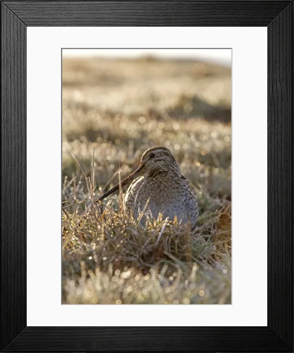 Framed Print : Picture No. 10892083 Framed Print : Picture No. 10892083
