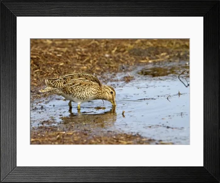 Framed Print : Picture No. 10892086 Framed Print : Picture No. 10892086