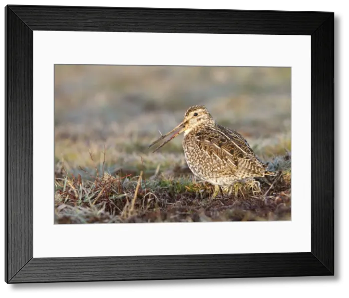 Framed Print : Picture No. 10892081