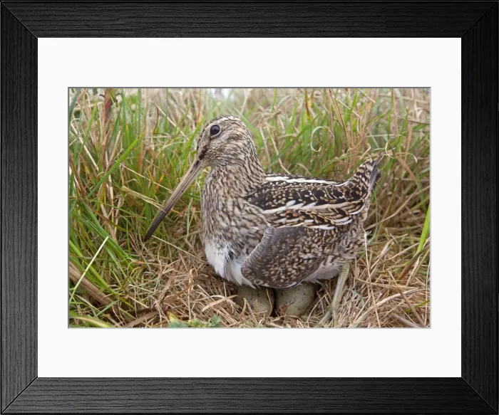 Framed Print : Picture No. 10892080 Framed Print : Picture No. 10892080