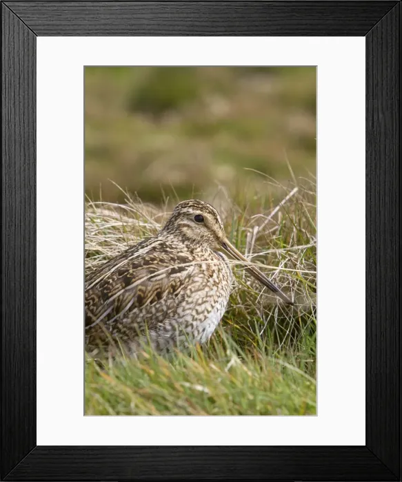 Framed Print : Picture No. 10892087 Framed Print : Picture No. 10892087