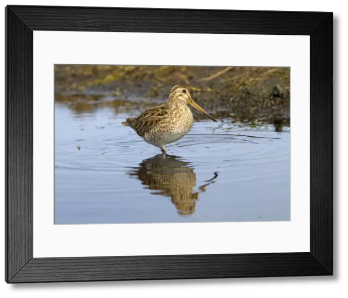 Framed Print : Picture No. 10892084