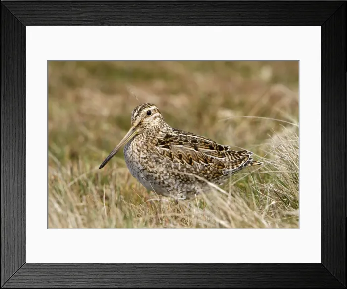 Framed Print : Picture No. 10892088 Framed Print : Picture No. 10892088
