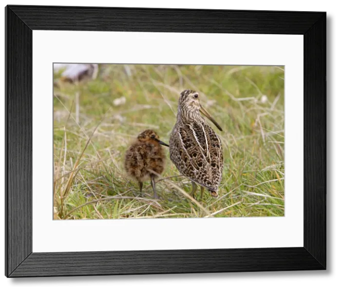 Framed Print : Picture No. 10892091 Framed Print : Picture No. 10892091