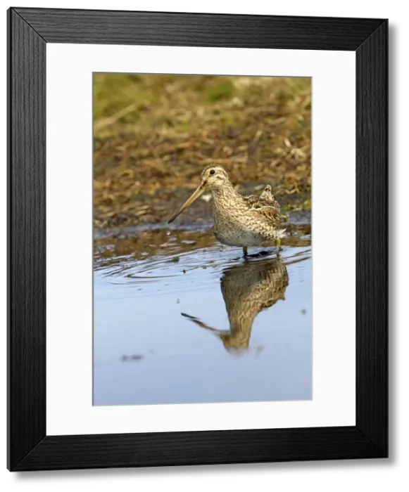 Framed Print : Picture No. 10892085 Framed Print : Picture No. 10892085