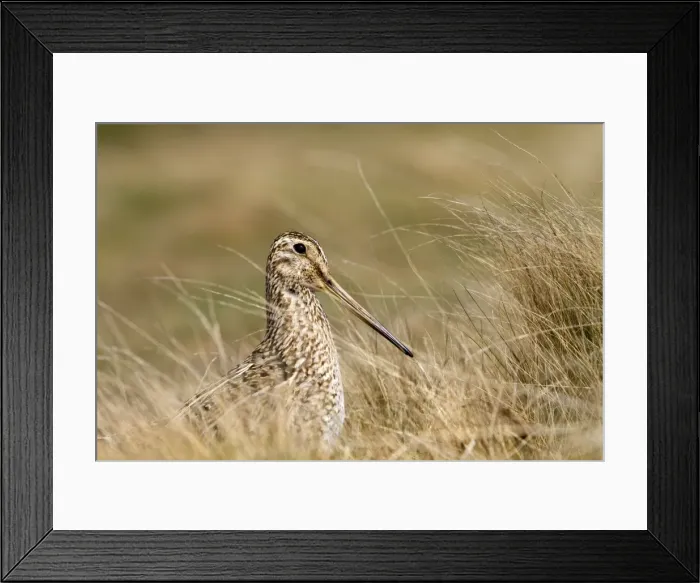 Framed Print : Picture No. 10892089 Framed Print : Picture No. 10892089