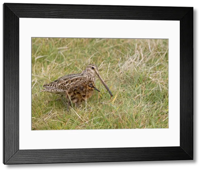 Framed Print : Picture No. 10892090 Framed Print : Picture No. 10892090