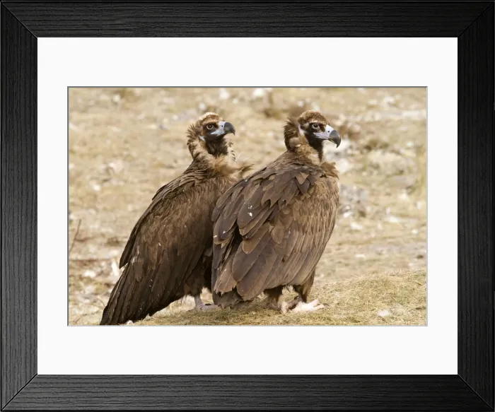Framed Print : Picture No. 10892095 Framed Print : Picture No. 10892095