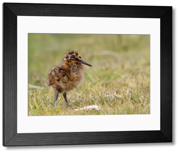 Framed Print : Picture No. 10892093 Framed Print : Picture No. 10892093