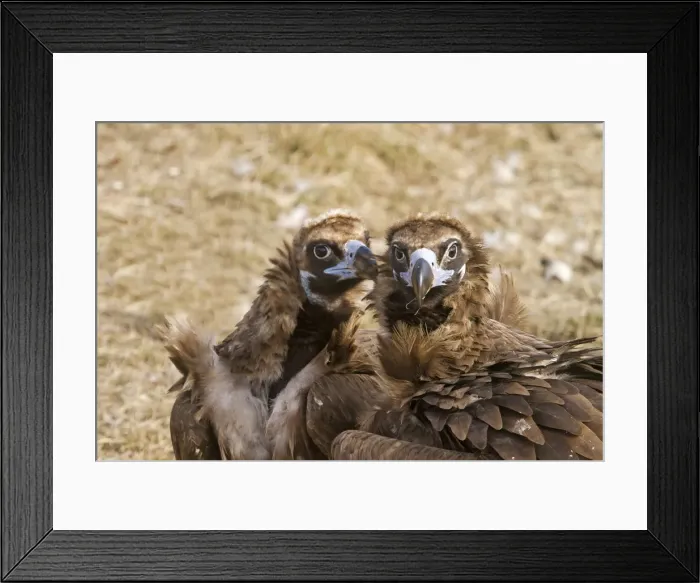 Framed Print : Picture No. 10892096 Framed Print : Picture No. 10892096