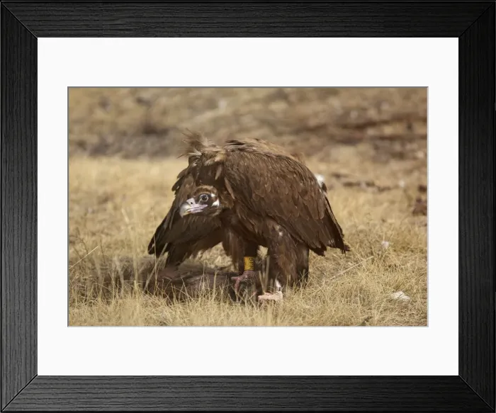 Framed Print : Picture No. 10892099 Framed Print : Picture No. 10892099
