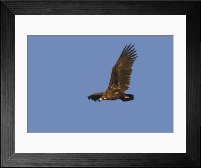 Framed Print : Picture No. 10892100 Framed Print : Picture No. 10892100