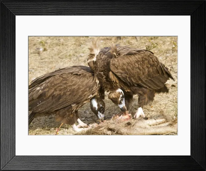 Framed Print : Picture No. 10892097 Framed Print : Picture No. 10892097