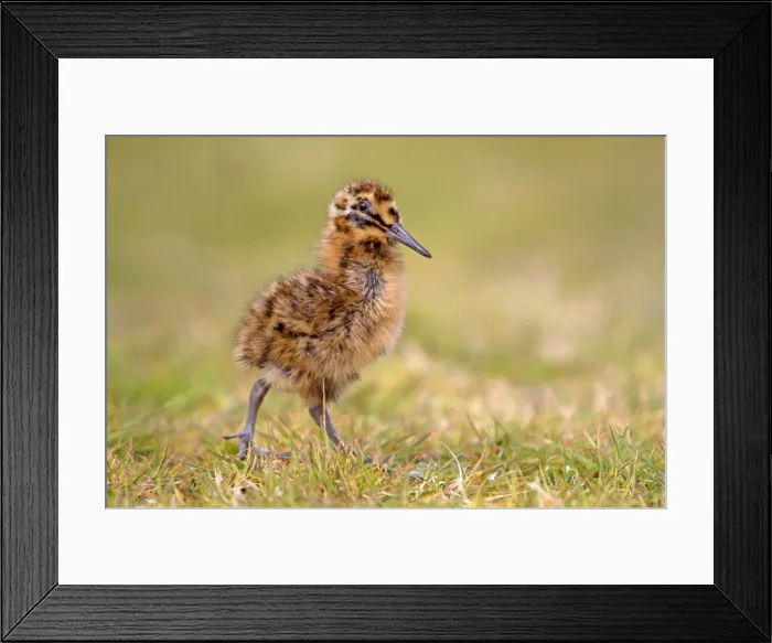 Framed Print : Picture No. 10892092 Framed Print : Picture No. 10892092
