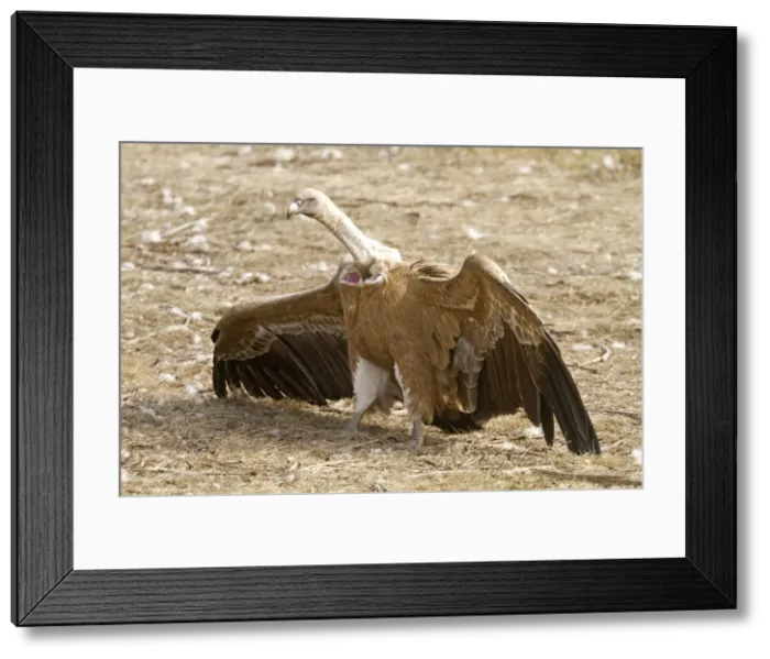 Framed Print : Picture No. 10892101