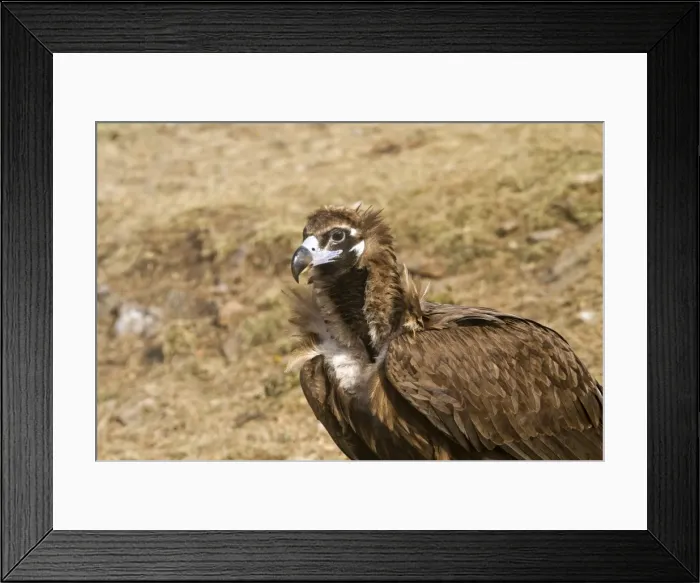 Framed Print : Picture No. 10892098 Framed Print : Picture No. 10892098