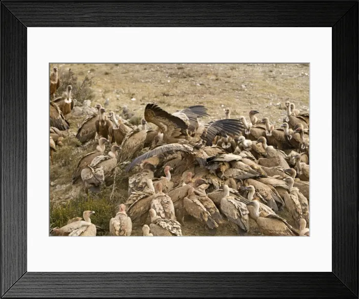 Framed Print : Picture No. 10892103 Framed Print : Picture No. 10892103