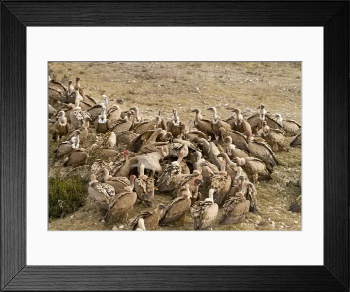 Framed Print : Picture No. 10892104 Framed Print : Picture No. 10892104