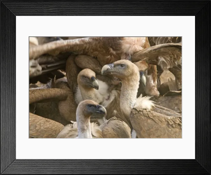 Framed Print : Picture No. 10892105 Framed Print : Picture No. 10892105