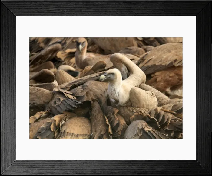 Framed Print : Picture No. 10892106