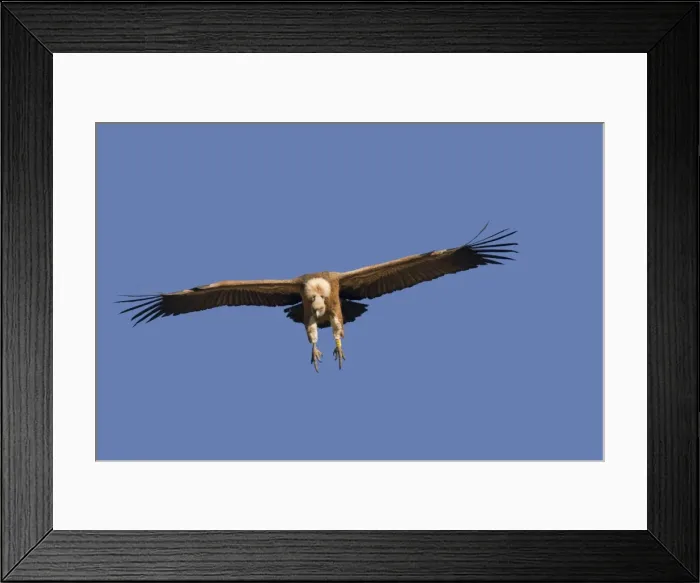 Framed Print : Picture No. 10892108 Framed Print : Picture No. 10892108