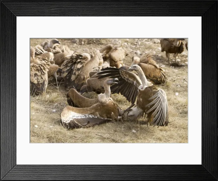 Framed Print : Picture No. 10892102 Framed Print : Picture No. 10892102