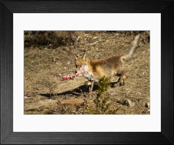 Framed Print : Picture No. 10892111 Framed Print : Picture No. 10892111