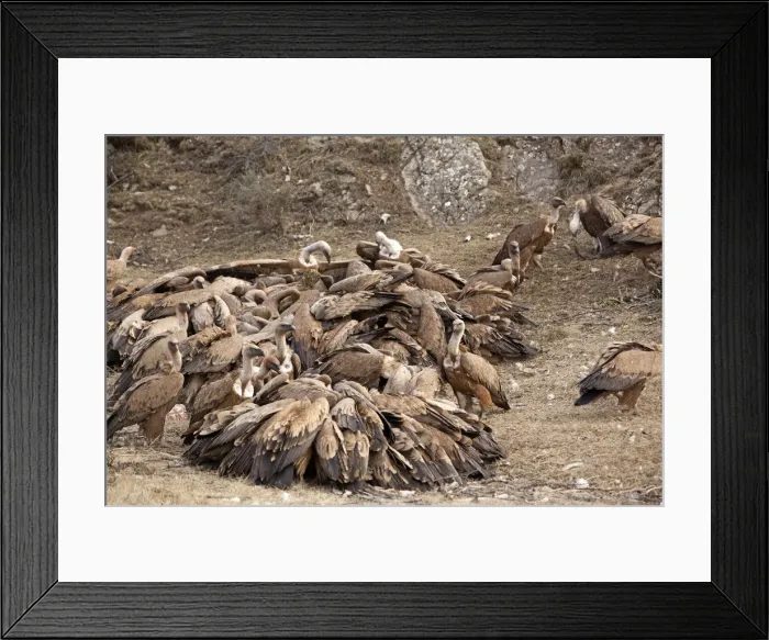 Framed Print : Picture No. 10892107 Framed Print : Picture No. 10892107