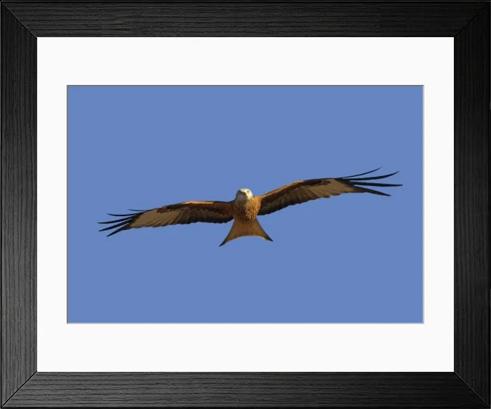 Framed Print : Picture No. 10892115 Framed Print : Picture No. 10892115