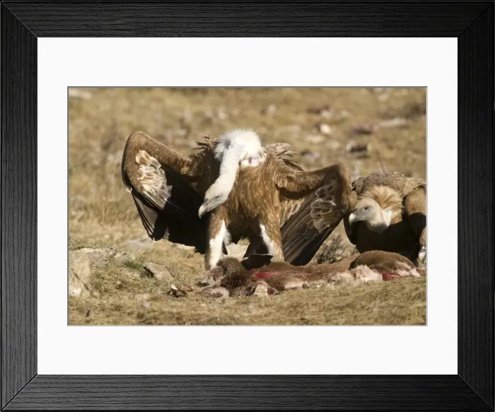 Framed Print : Picture No. 10892109 Framed Print : Picture No. 10892109