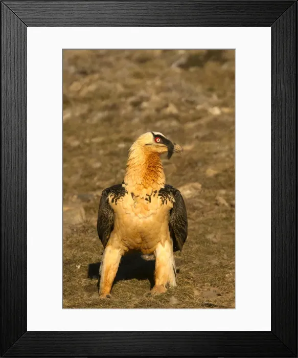 Framed Print : Picture No. 10892117 Framed Print : Picture No. 10892117